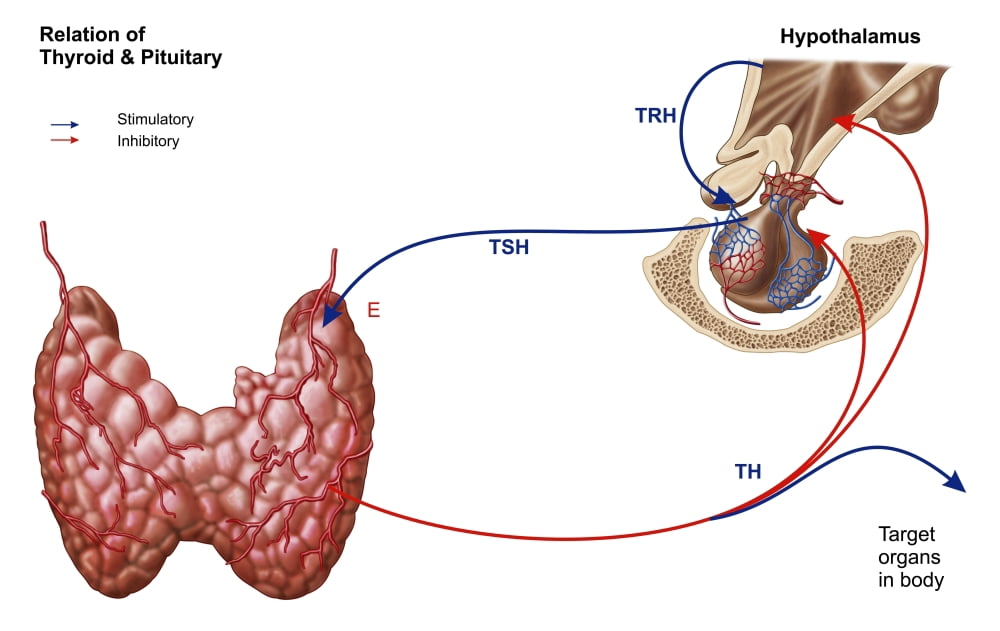 Relation of thyroid and pituitary gland Canvas Art - Stocktrek Images (36 x 23)
