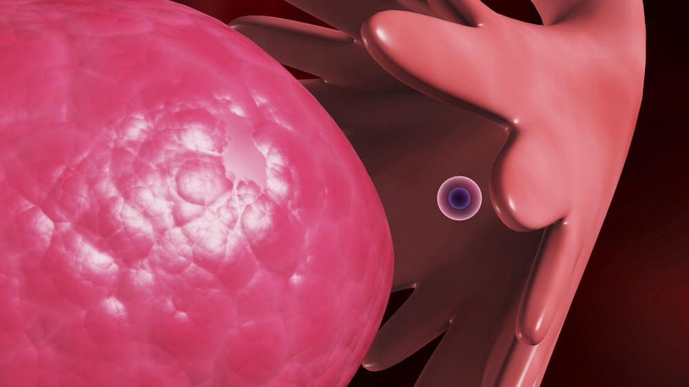 Releasing of egg from the female ovaries Canvas Art - Stocktrek Images (19 x 11)
