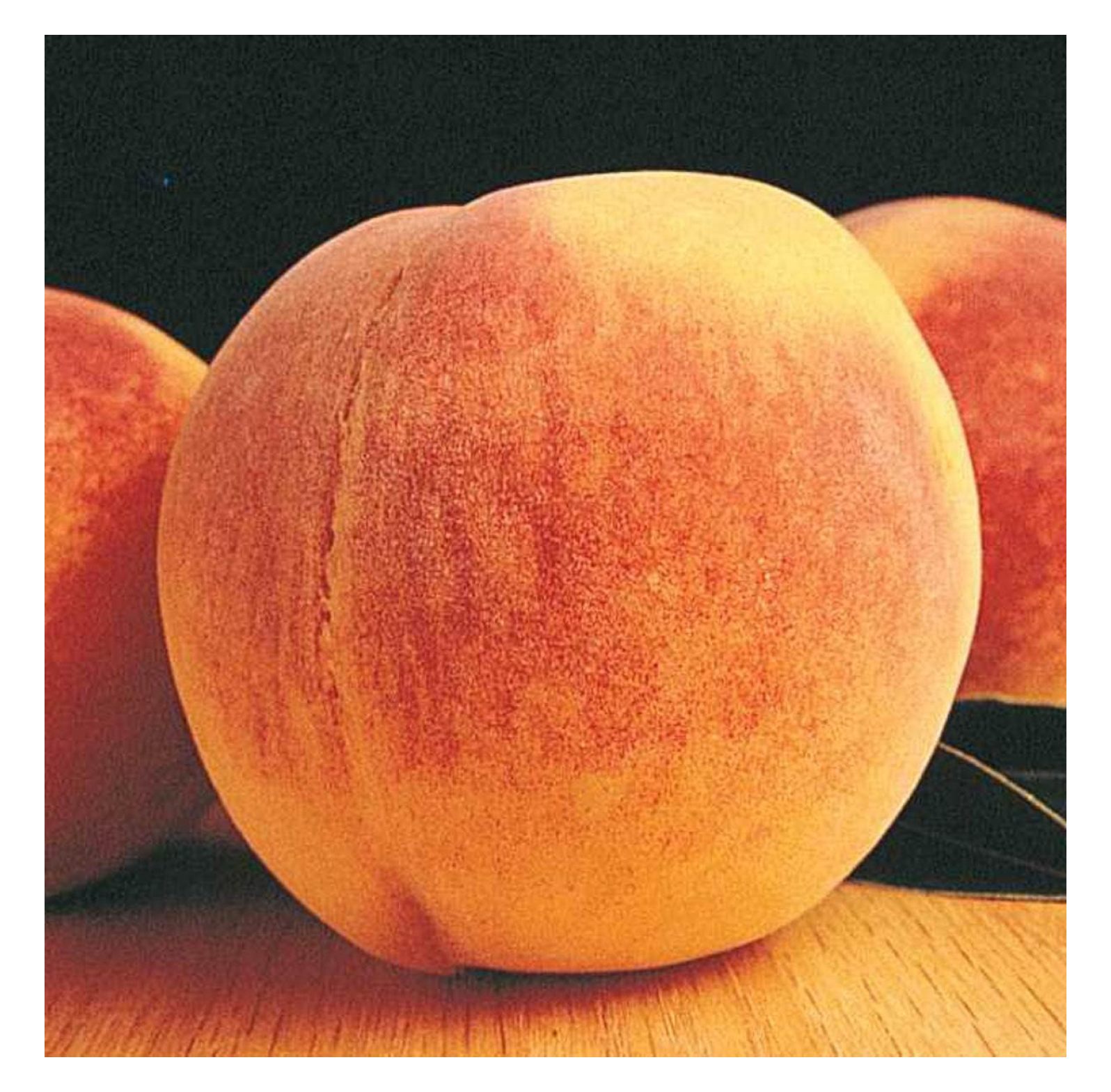 Reliance Peach Dormant Starter Bare Root Standard Fruit Tree, Can't
