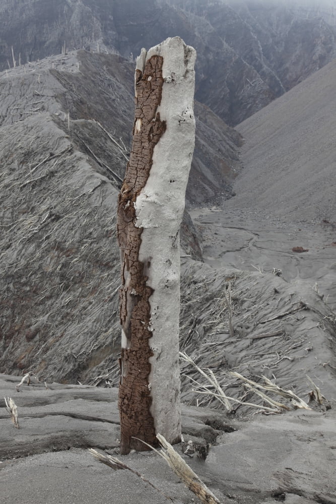 Remains of tree with bark stripped off by pyroclastic flows of Chaiten volcano Chile Canvas Art - Richard RoscoeStocktrek Images (23 x 35)