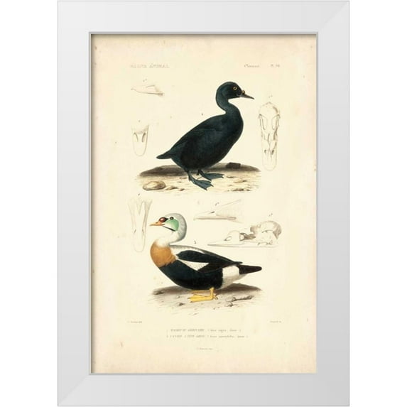 Remond, N. 13x18 White Modern Wood Framed Museum Art Print Titled - Antique Duck Study I