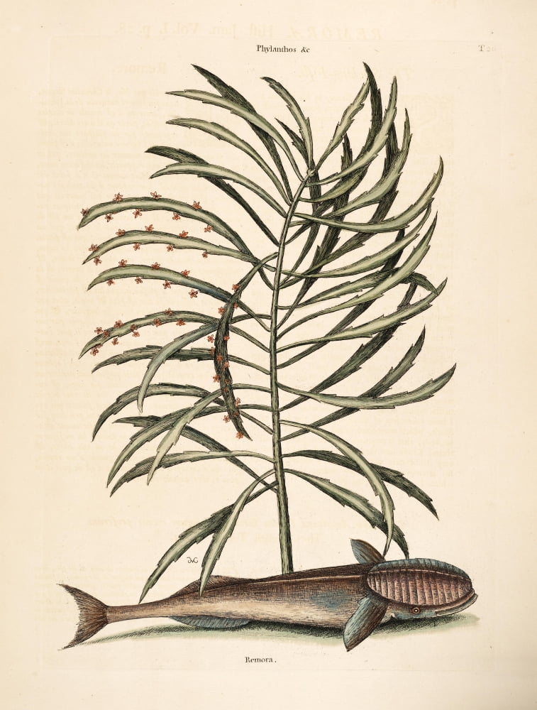 Remora Canvas Art - Mark Catesby (18 x 24)