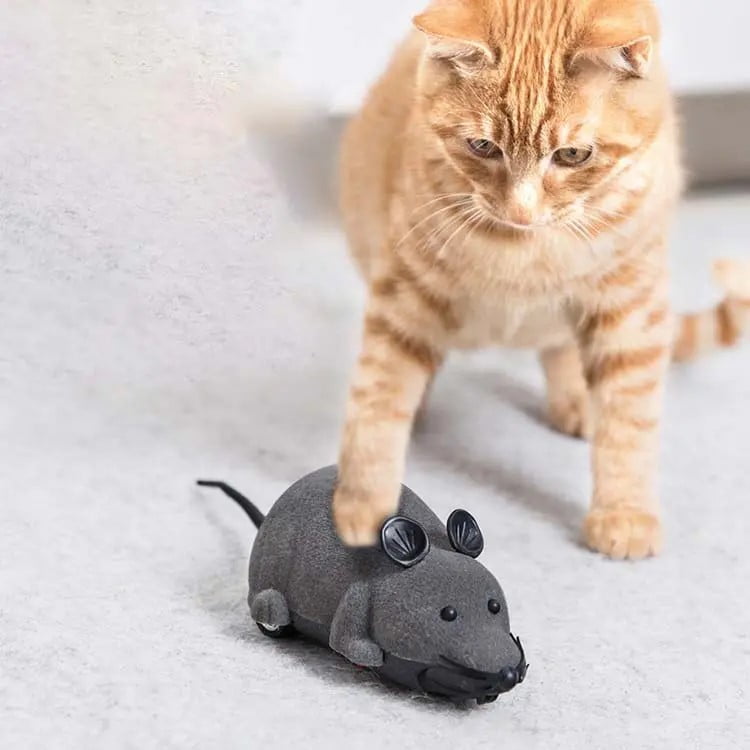 Remote control mouse cat toy walmart new arrivals