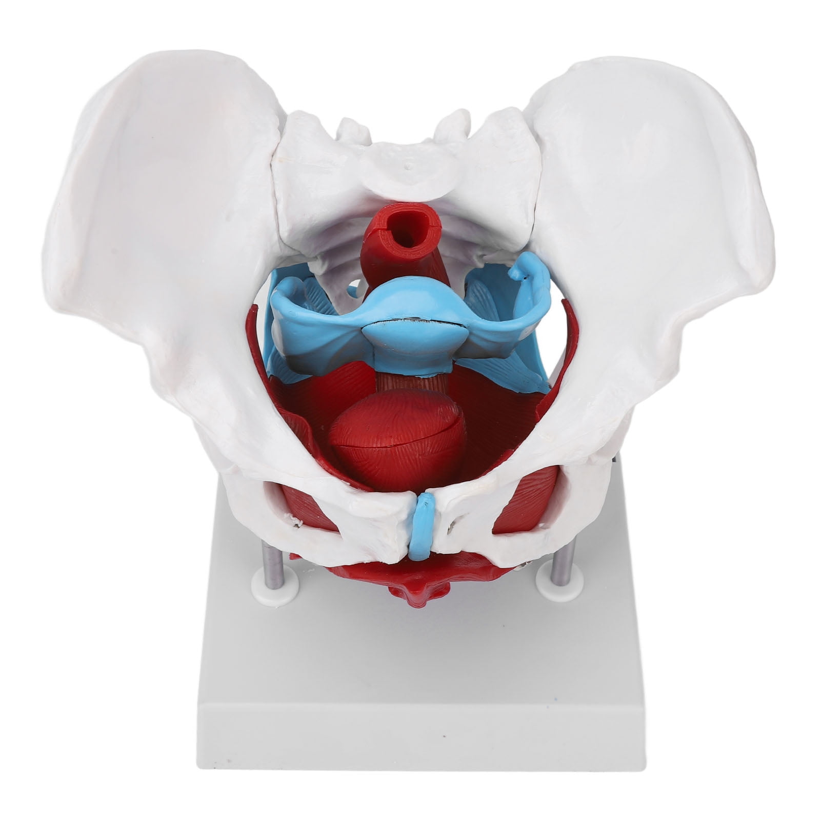 Removable Colored Female Pelvis Model for Midwifery Teaching - Pelvic ...