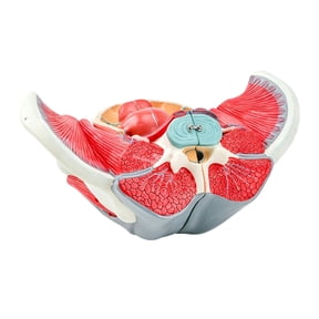 Removable Detachable Female Pelvis Model Anatomical Model Anatomy Tool With Muscles And Nerves For Student And Nursing Training