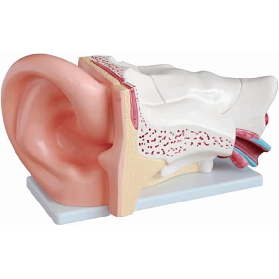 Removerable Human Anatomical Model of Ear with Display Base Enlarge Educational Model Medical Teaching Learning for Teaching