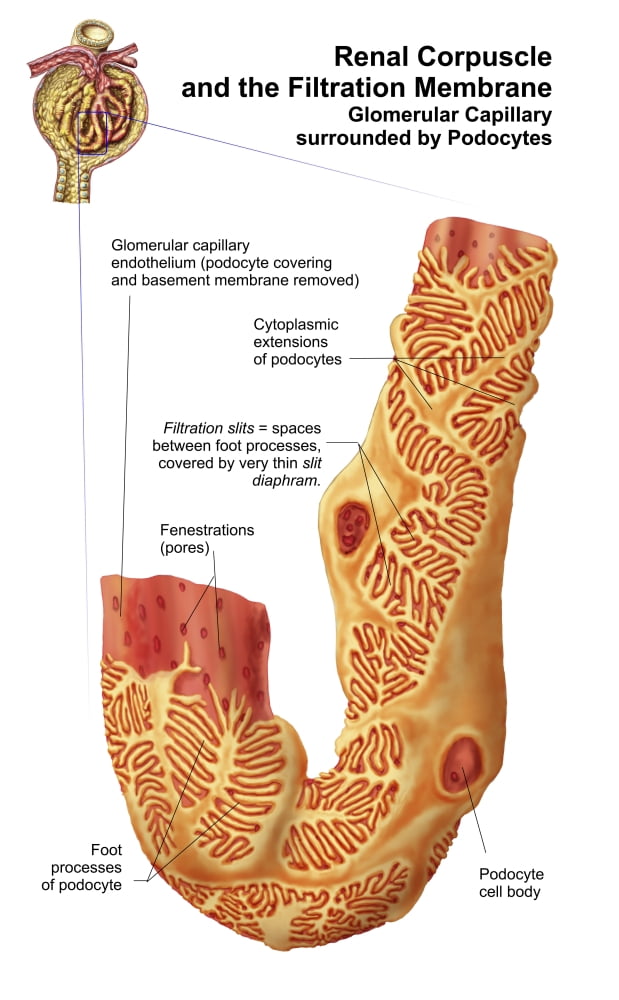 Renal Corpuscle and the filtration membrane Canvas Art - Stocktrek Images (23 x 36)