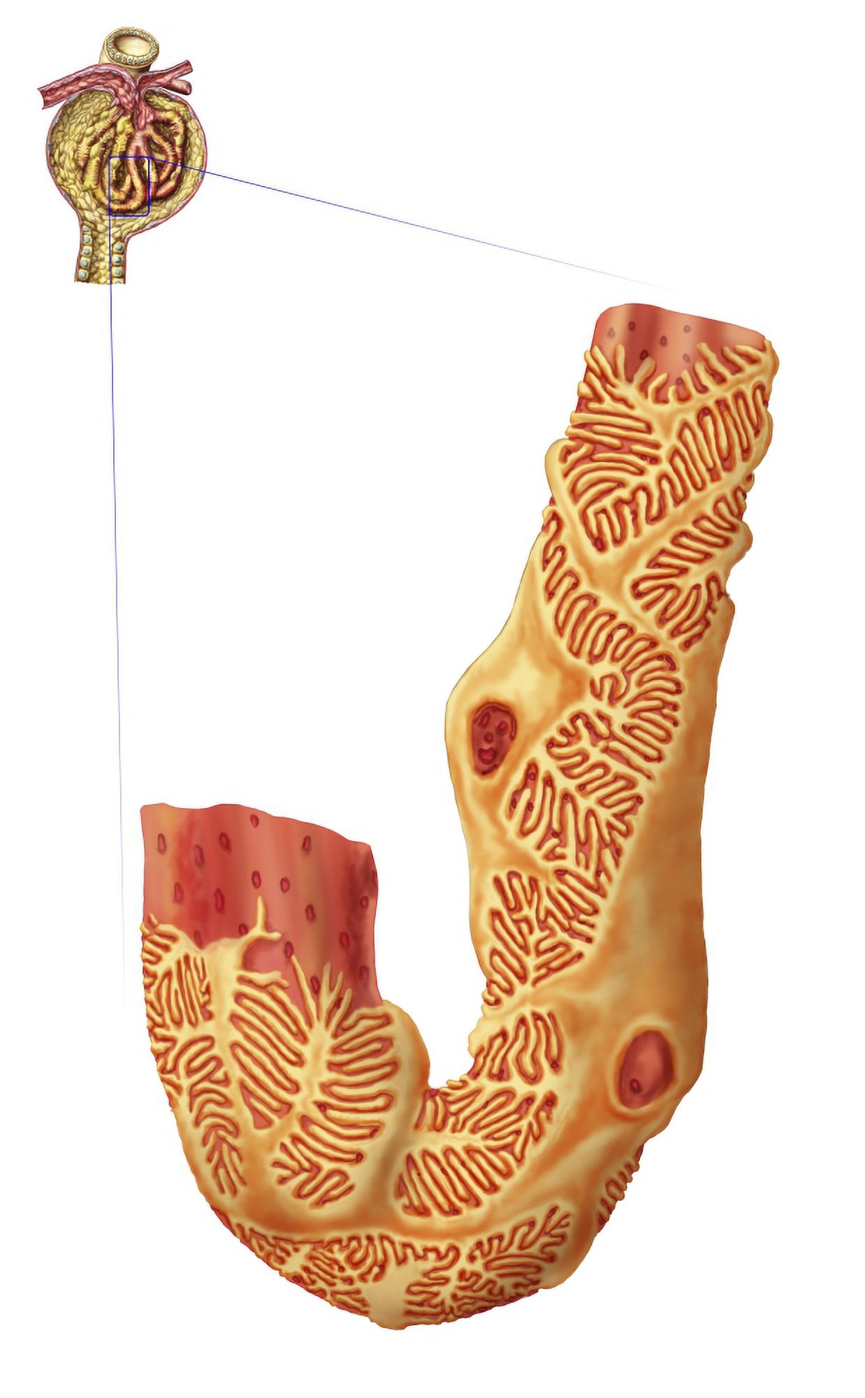 Renal Corpuscle and the filtration membrane. Glomerular capillary