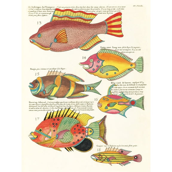 Renard East Indian Fish Book Illustration Extra Large XL Wall Art Poster Print