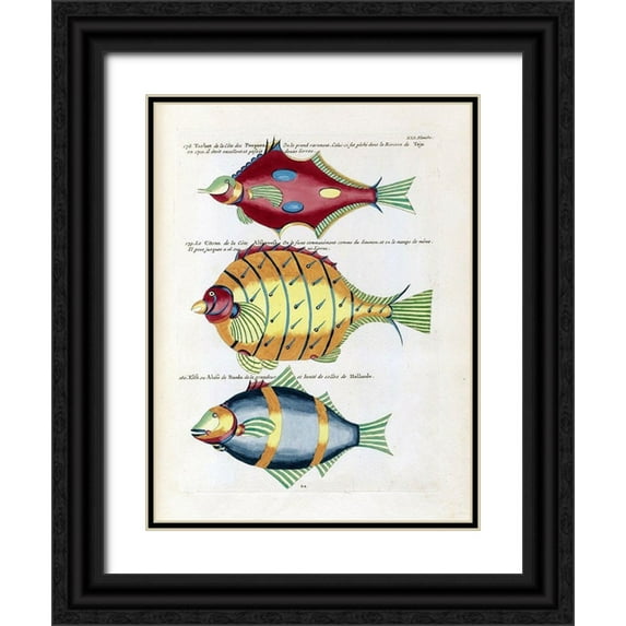 Renard, Louis 12x14 Black Ornate Wood Framed with Double Matting Museum Art Print Titled - Turbot de la Cote des Puepoes
