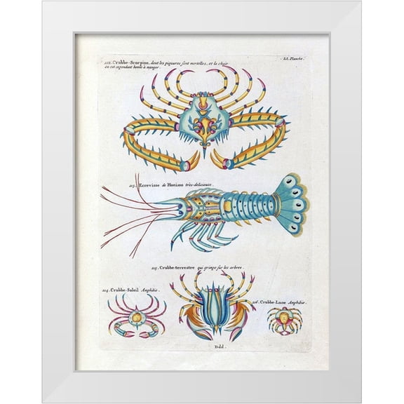 Renard, Louis 12x14 White Modern Wood Framed Museum Art Print Titled - Crabbe- Scorpion