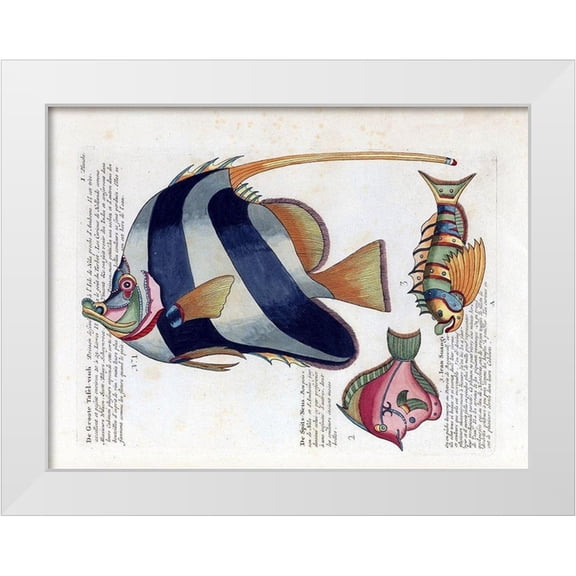 Renard, Louis 14x12 White Modern Wood Framed Museum Art Print Titled - De Groote Tafel-Visch