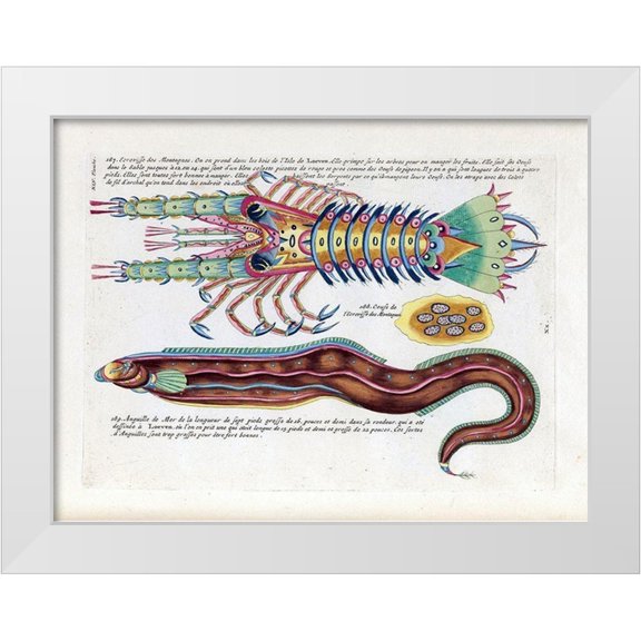 Renard, Louis 14x12 White Modern Wood Framed Museum Art Print Titled - Ecrevisses des Montagnes
