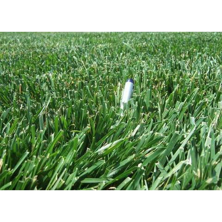 Rendition Turf-type Tall Fescue Grass Seeds - 1 lb. - Walmart.com