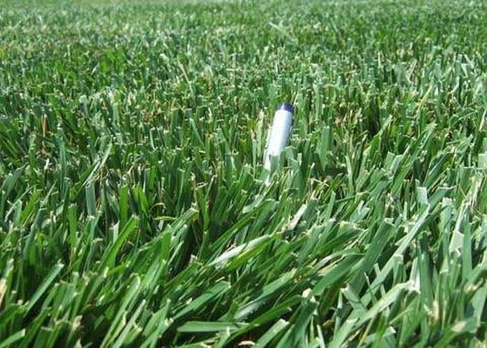 Rendition Turf-type Tall Fescue Grass Seeds - 25 lbs.