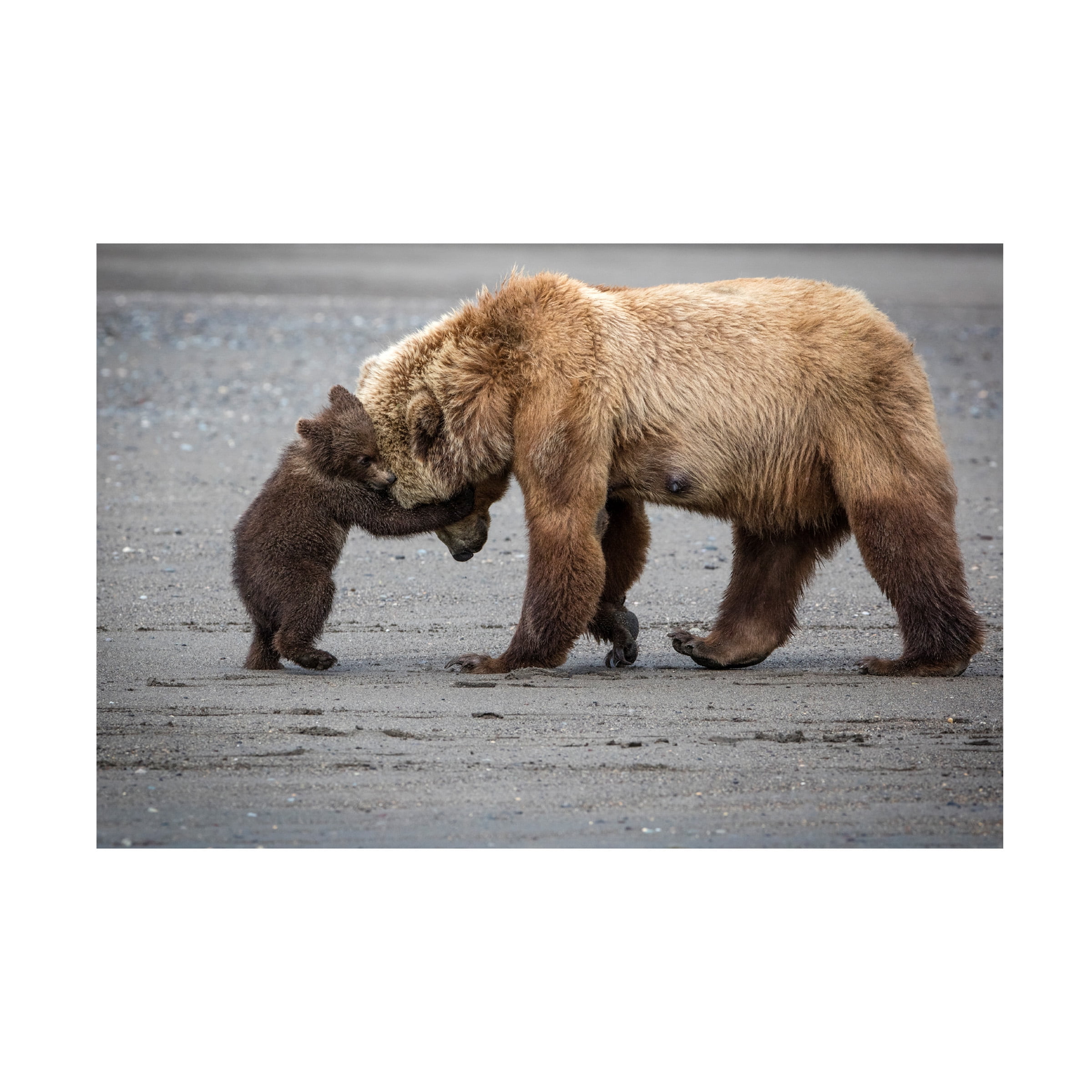 Renee Doyle 'A Little Bear Hug' Canvas Art