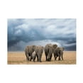 thumbnail image 1 of Renee Doyle 'Elephant Walk' Canvas Art, 1 of 4