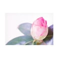 thumbnail image 1 of Renee W. Stramel 'Halogen Bloom I' Canvas Art, 1 of 3