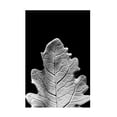 thumbnail image 1 of Renee W. Stramel 'Striking Leaf IV' Canvas Art, 1 of 3
