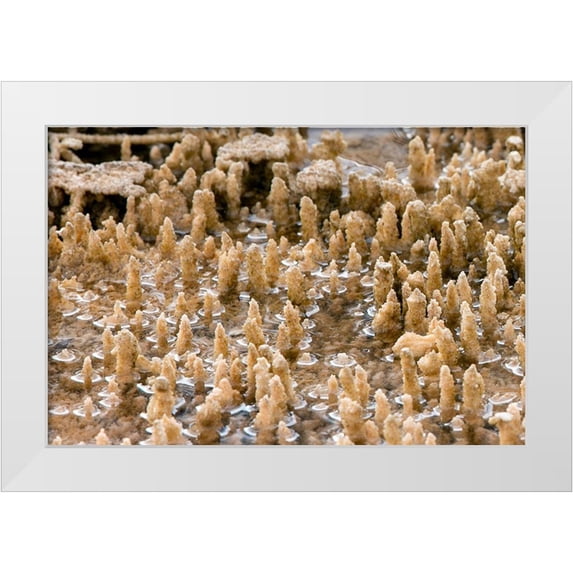 Renkin, Diane 14x11 White Modern Wood Framed Museum Art Print Titled - Calcium Carbonate Formations, Mammoth Hot Springs, Yellowstone National Park