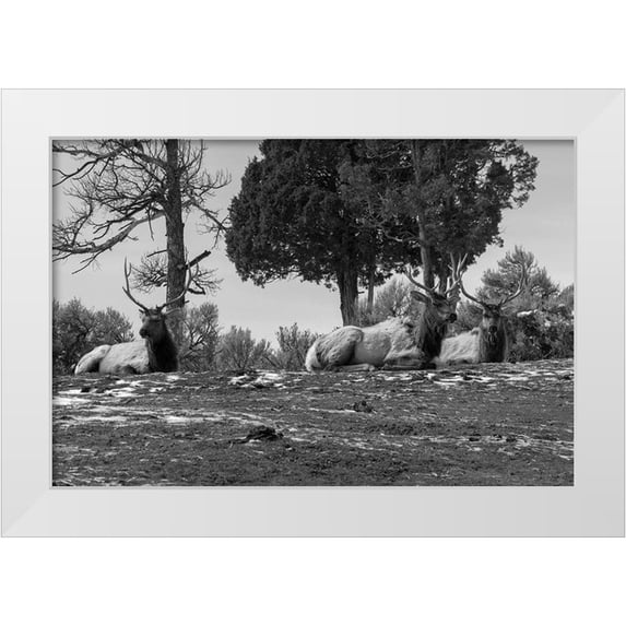 Renkin, Diane 32x23 White Modern Wood Framed Museum Art Print Titled - Bull Elk at Mammoth Hot Springs, Yellowstone National Park