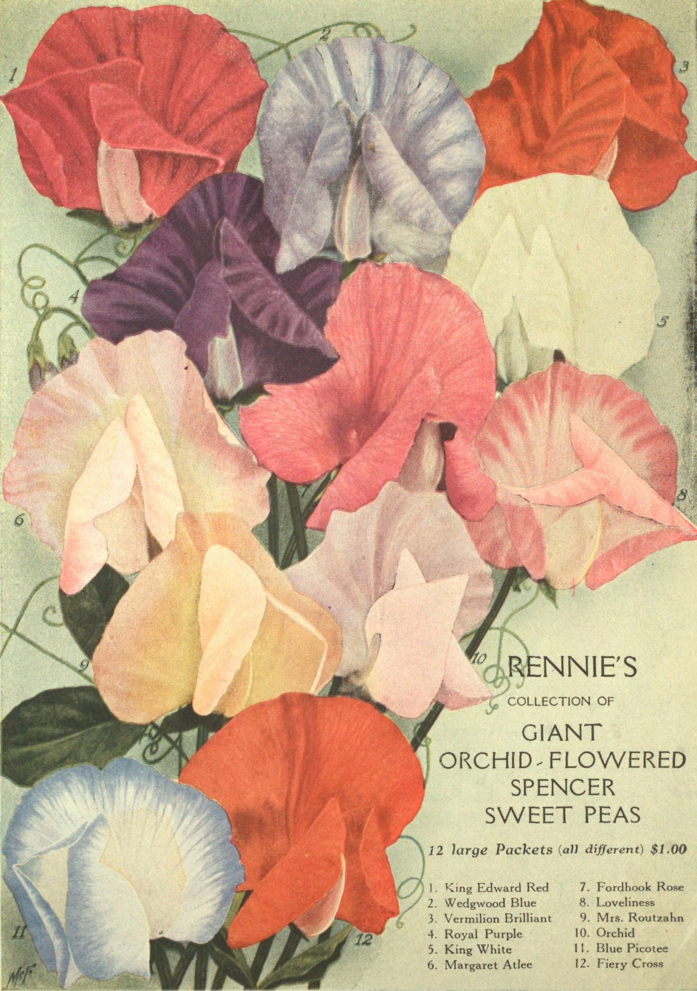 Rennies Seed Annual 1920 2 Canvas Art - (24 x 36)