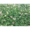thumbnail image 1 of Renovation White Clover Seed - 50 Lbs., 1 of 1
