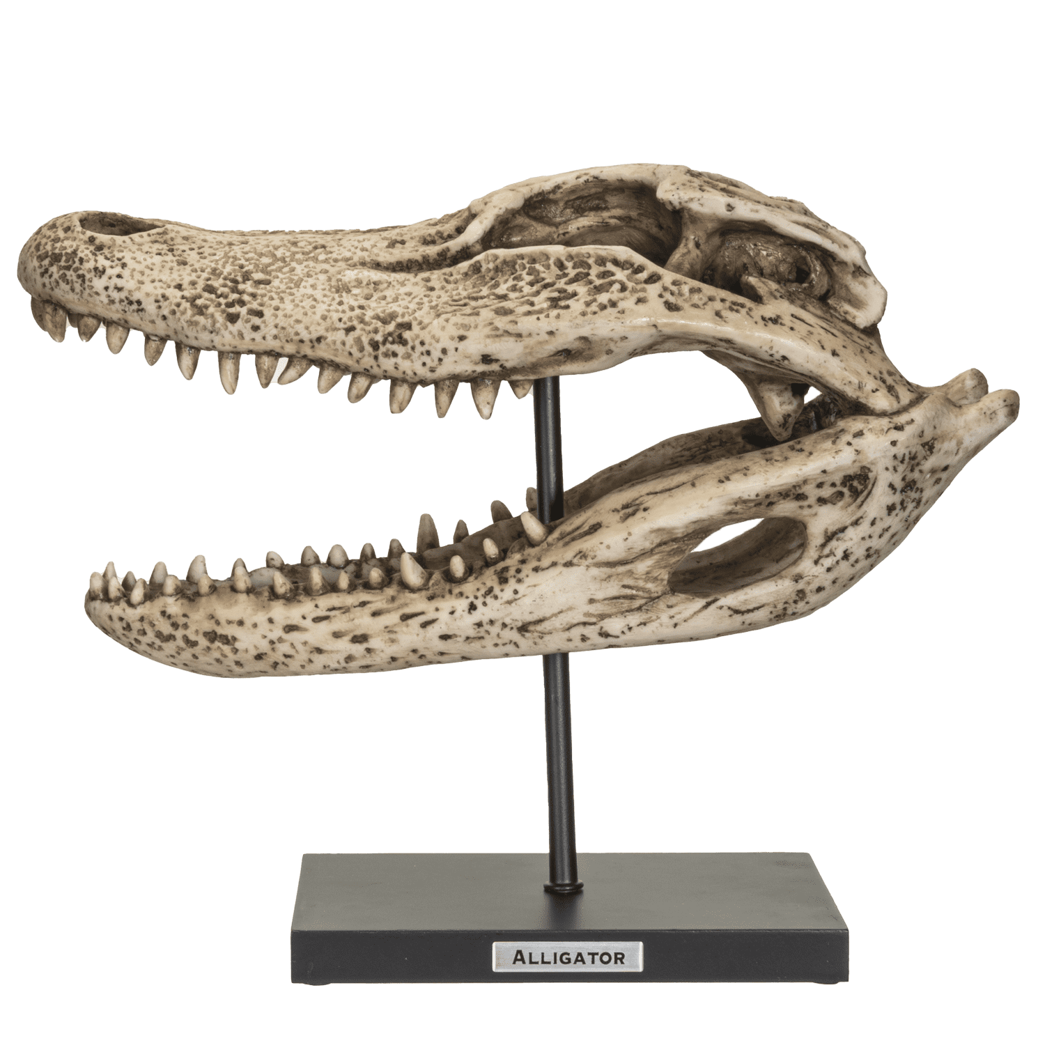 Replica Animals Alligator Skeleton Skull Fossli Resin Figurine