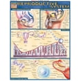 thumbnail image 1 of Reproductive System (Other), 1 of 2
