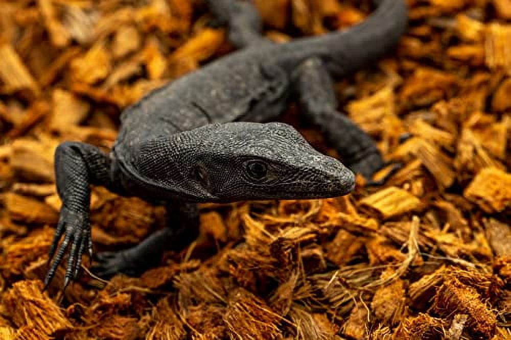 ReptiChip Reptile Bedding Loose Coconut Chip 36 Quart Coco Husk