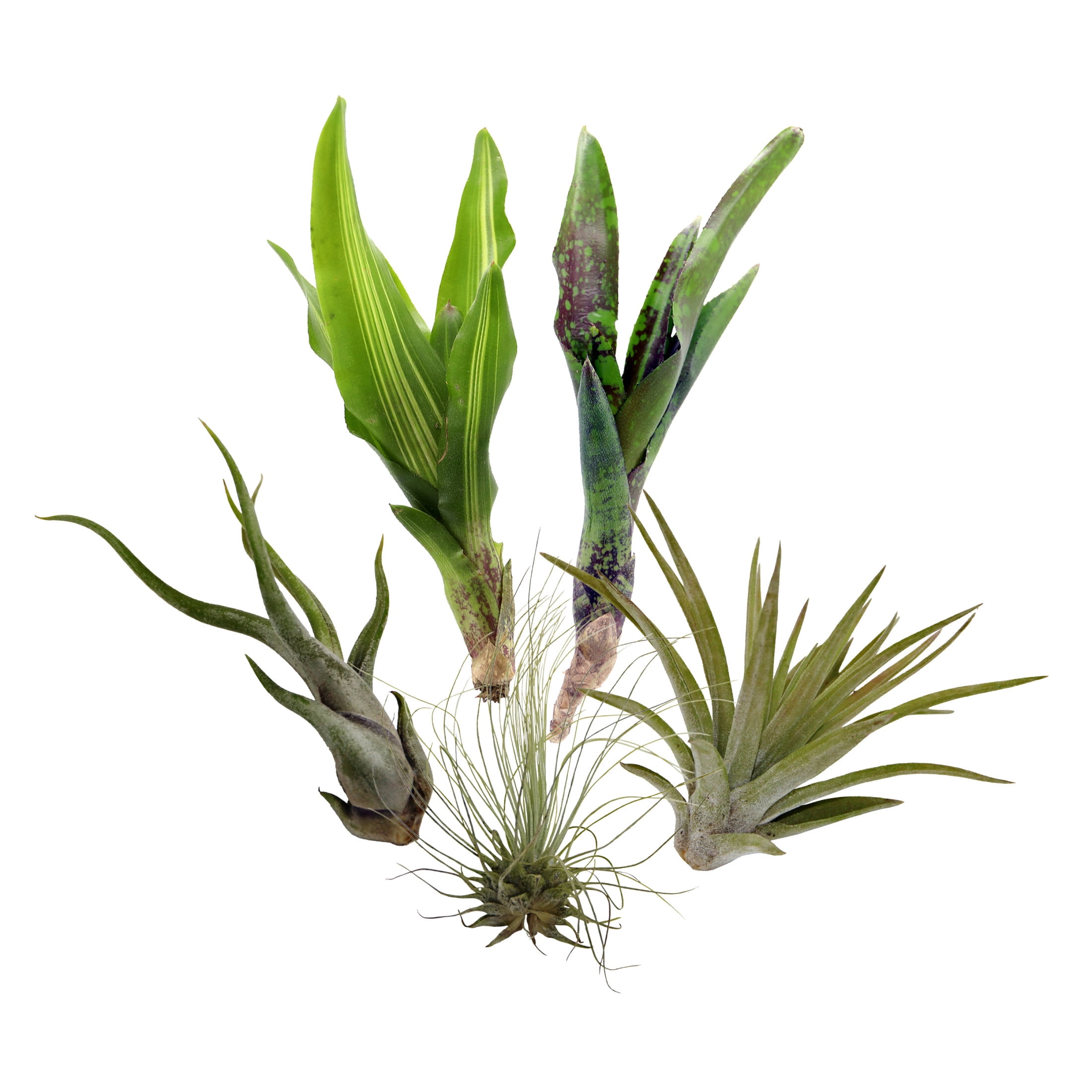 ReptiCulture Air Plant Bundle