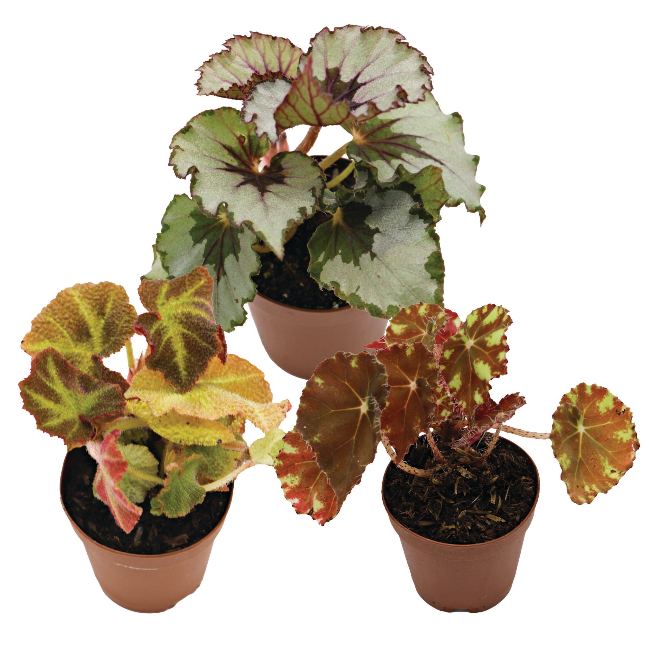 ReptiCulture Assorted Begonia Tropical 2" Pot 3 pk