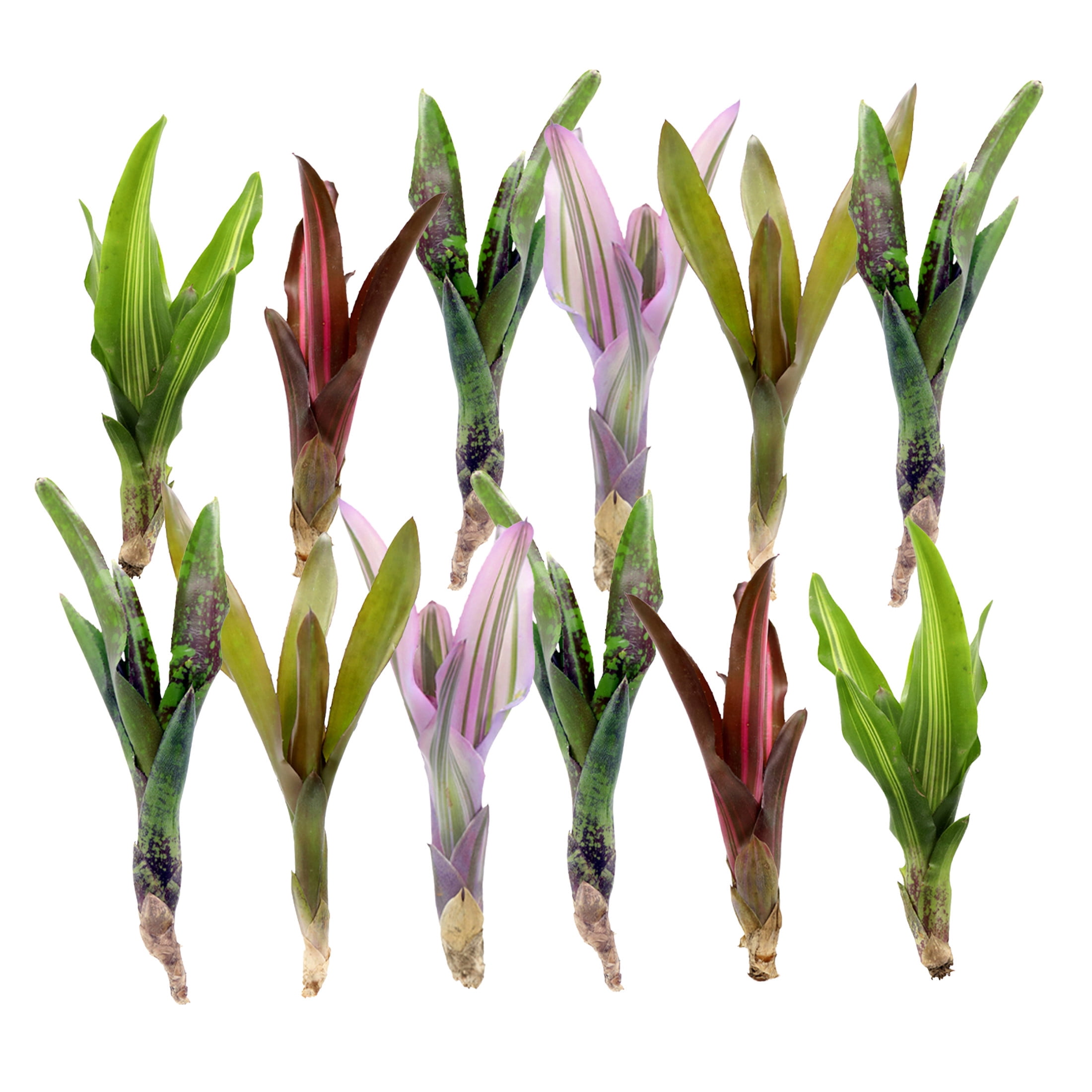 ReptiCulture Assorted Bromeliad Plant 12 ct