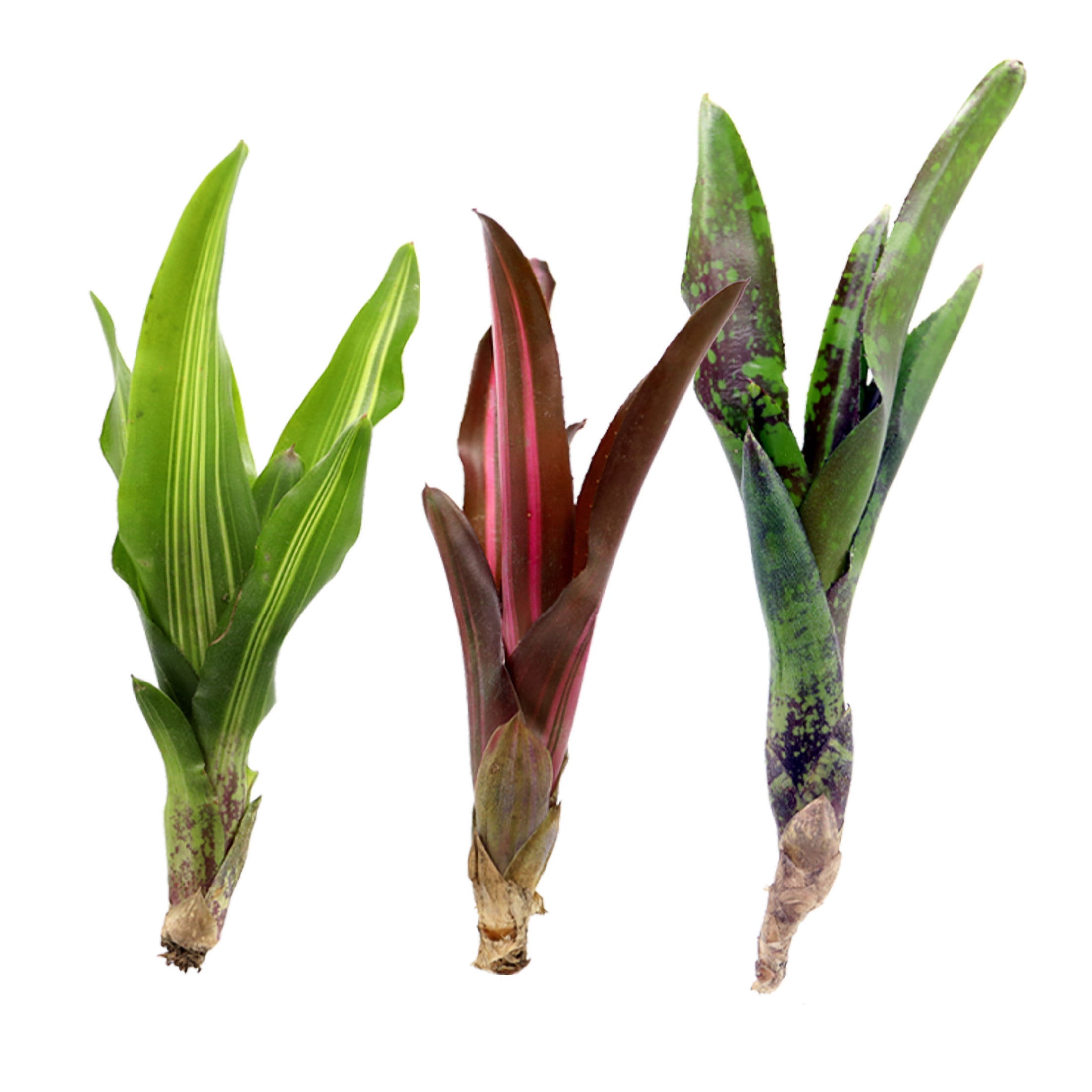 ReptiCulture Assorted Bromeliad Plant 3 ct
