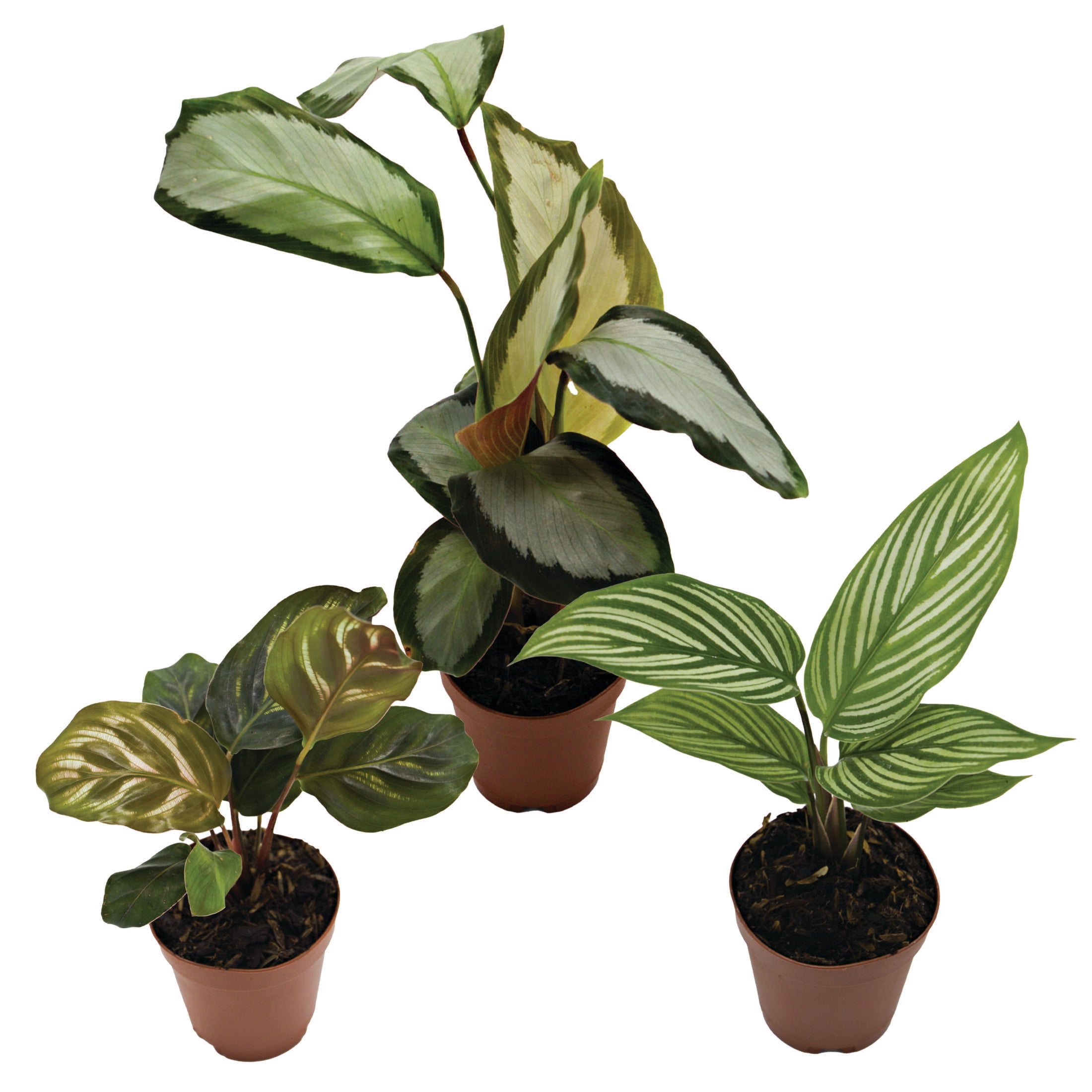 ReptiCulture Assorted Calathea Tropical 2" Pot 3 pk