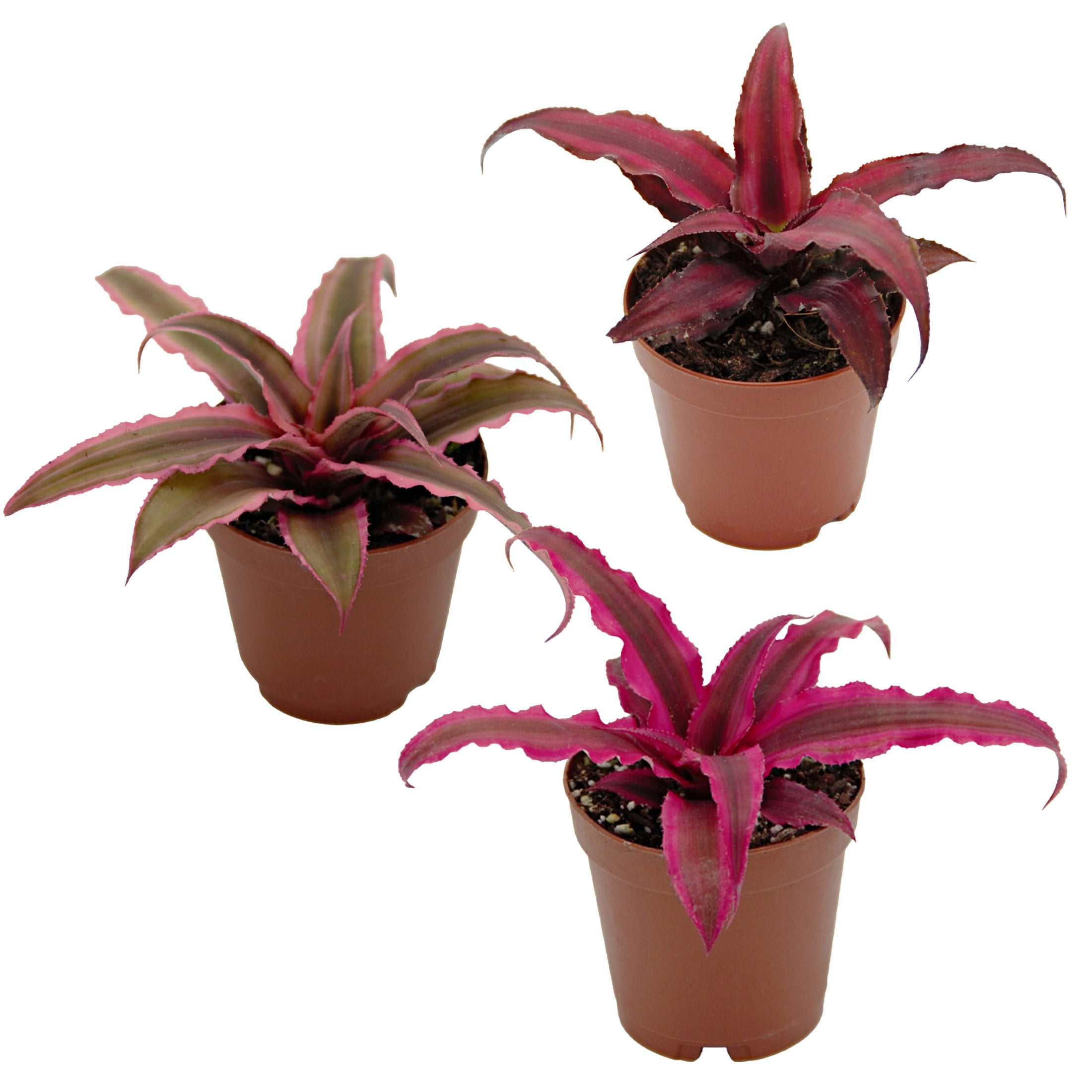 ReptiCulture Assorted Cyptanthus Tropical 2" Pot 3 pk