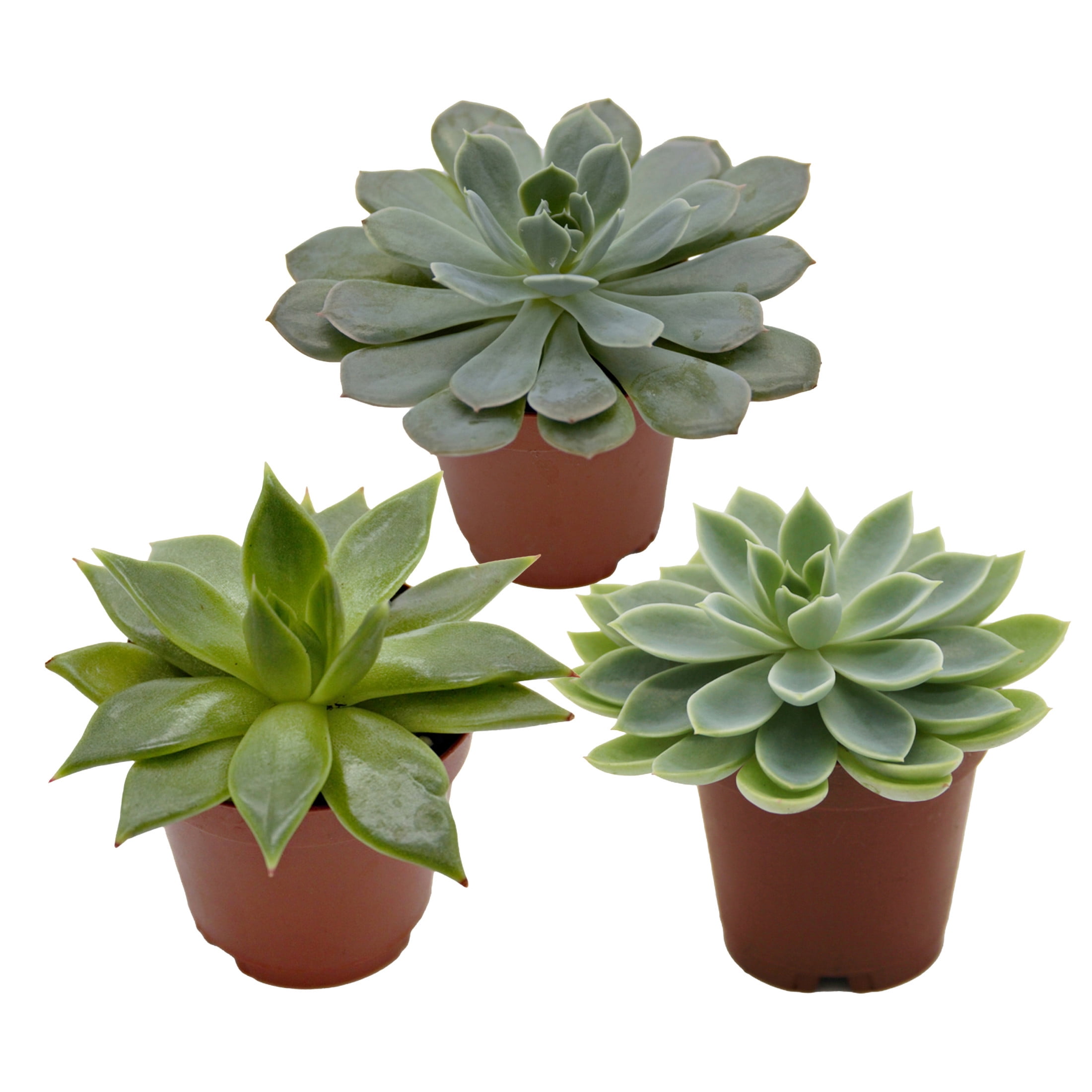 ReptiCulture Assorted Echeveria Desert 2" Pot 3 pk