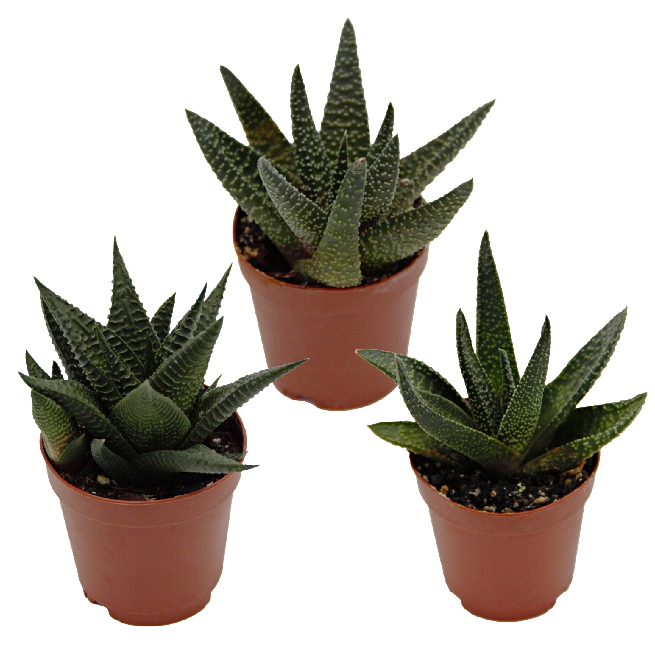 ReptiCulture Assorted Haworthia Desert 3" Pot 3 pk