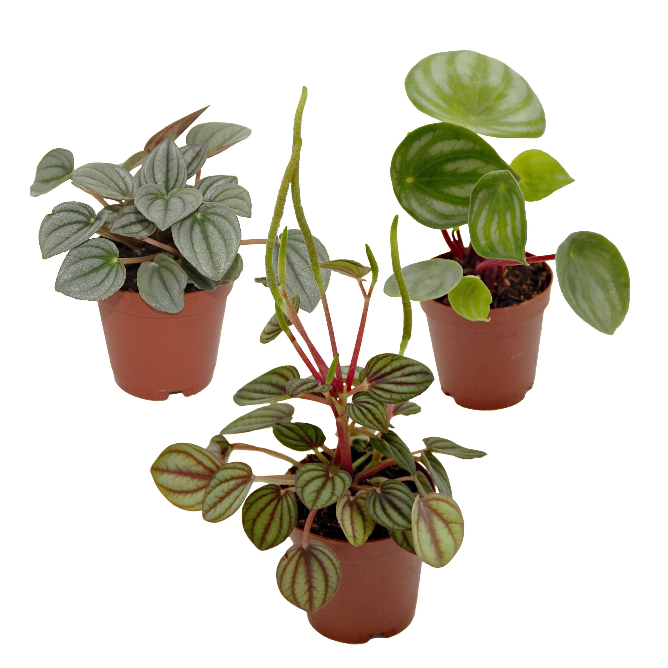 ReptiCulture Assorted Peperomia Tropical 2" 3 pk