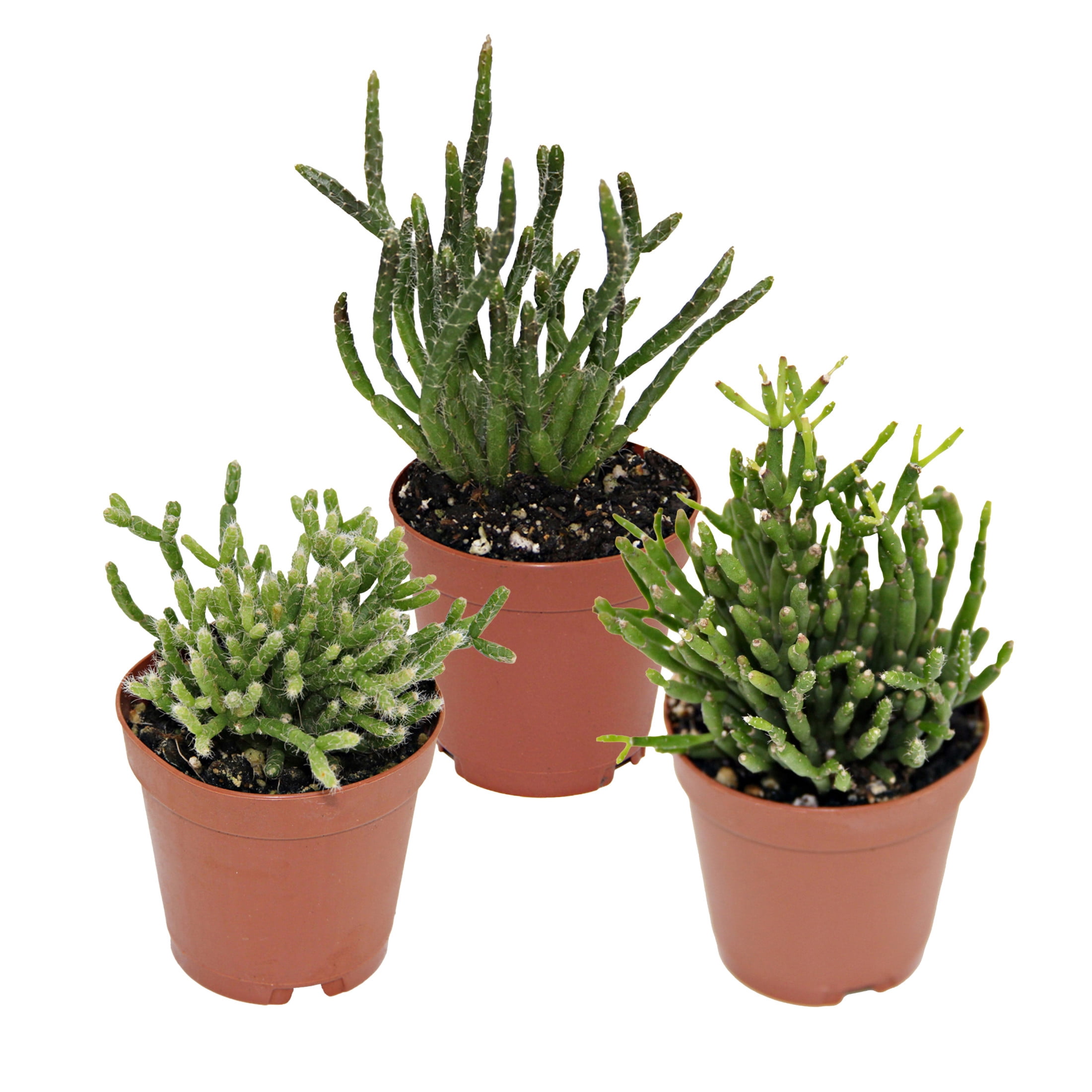 ReptiCulture Assorted Rhipsalis Tropical 2" Pot 3 pk
