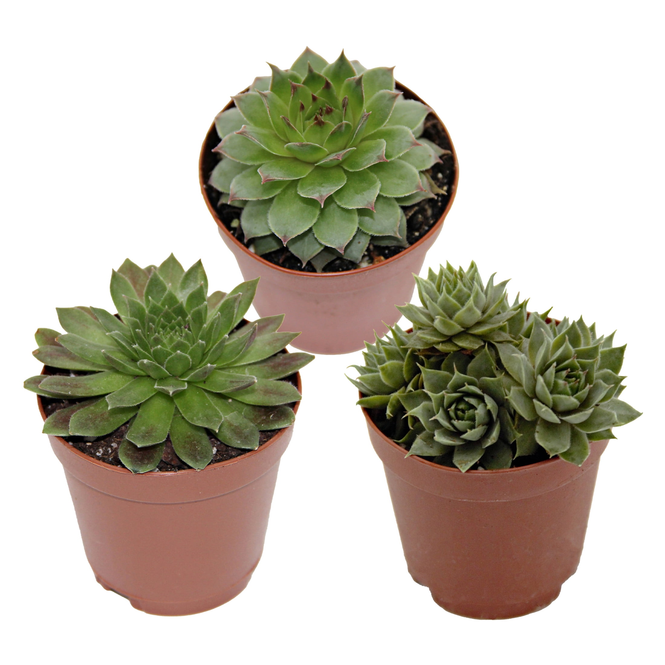 ReptiCulture Assorted Sempervivum - Desert 2" Pot 3 pk