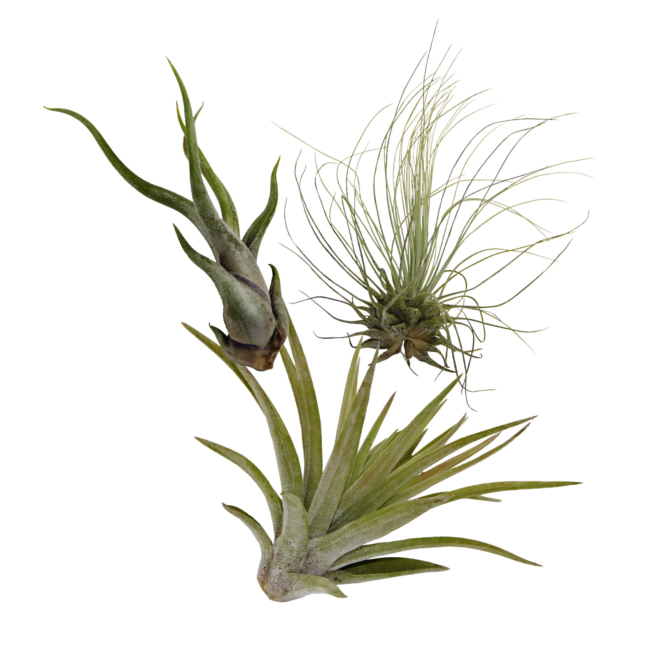 ReptiCulture Assorted Tillandsia Tropical 3 pk