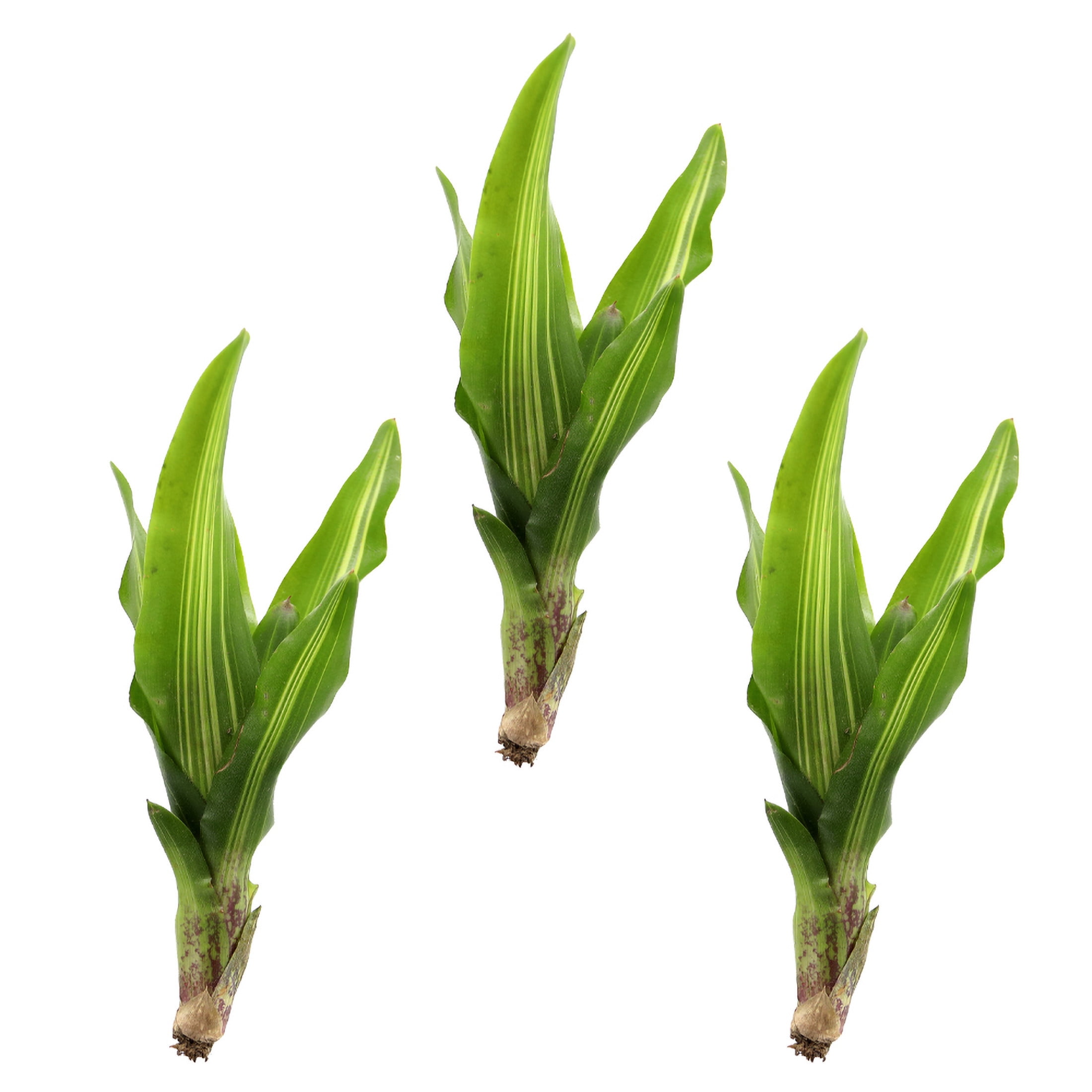 ReptiCulture Broken Heart Bromeliad Plant 3 ct
