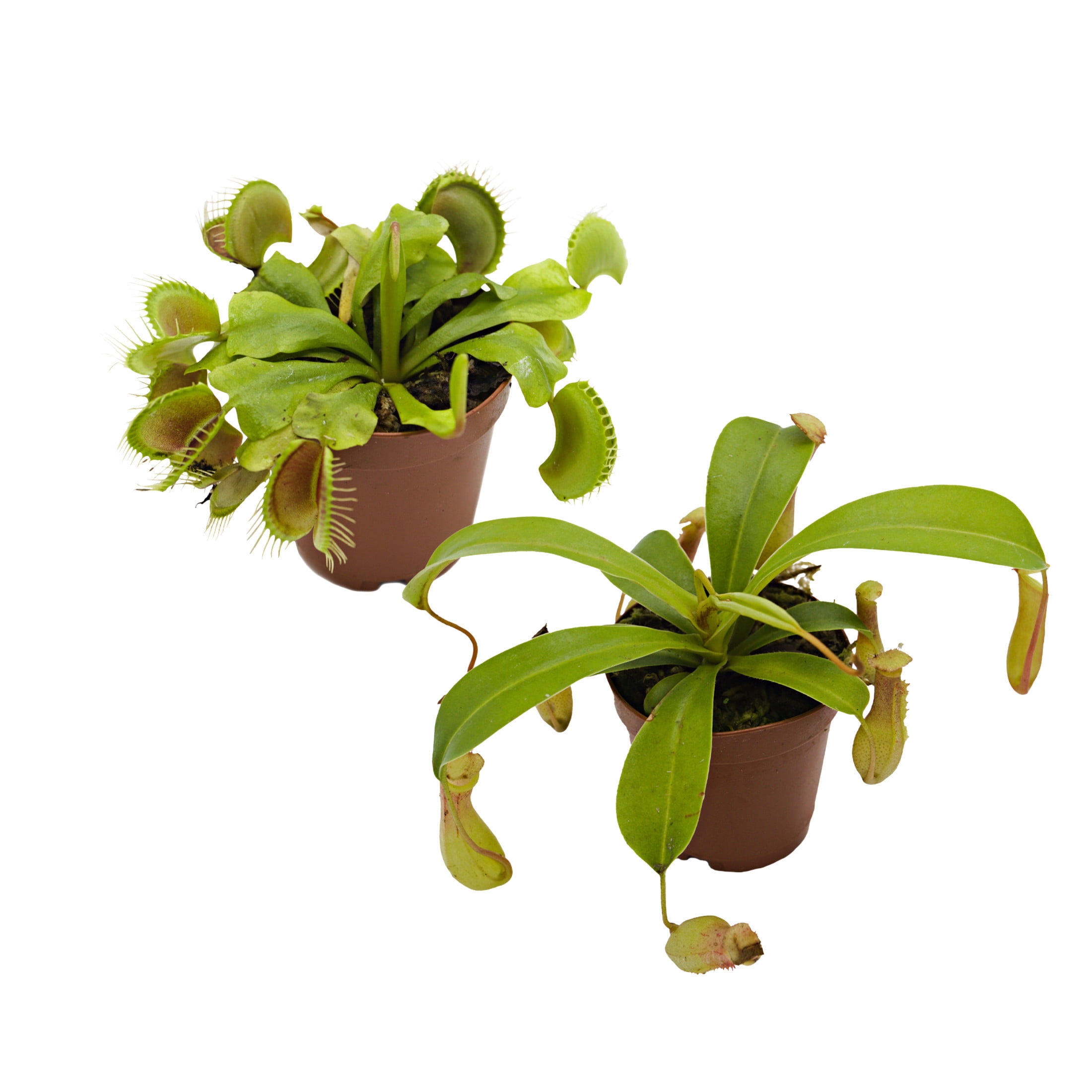 ReptiCulture Carnivorous Plant Bundle