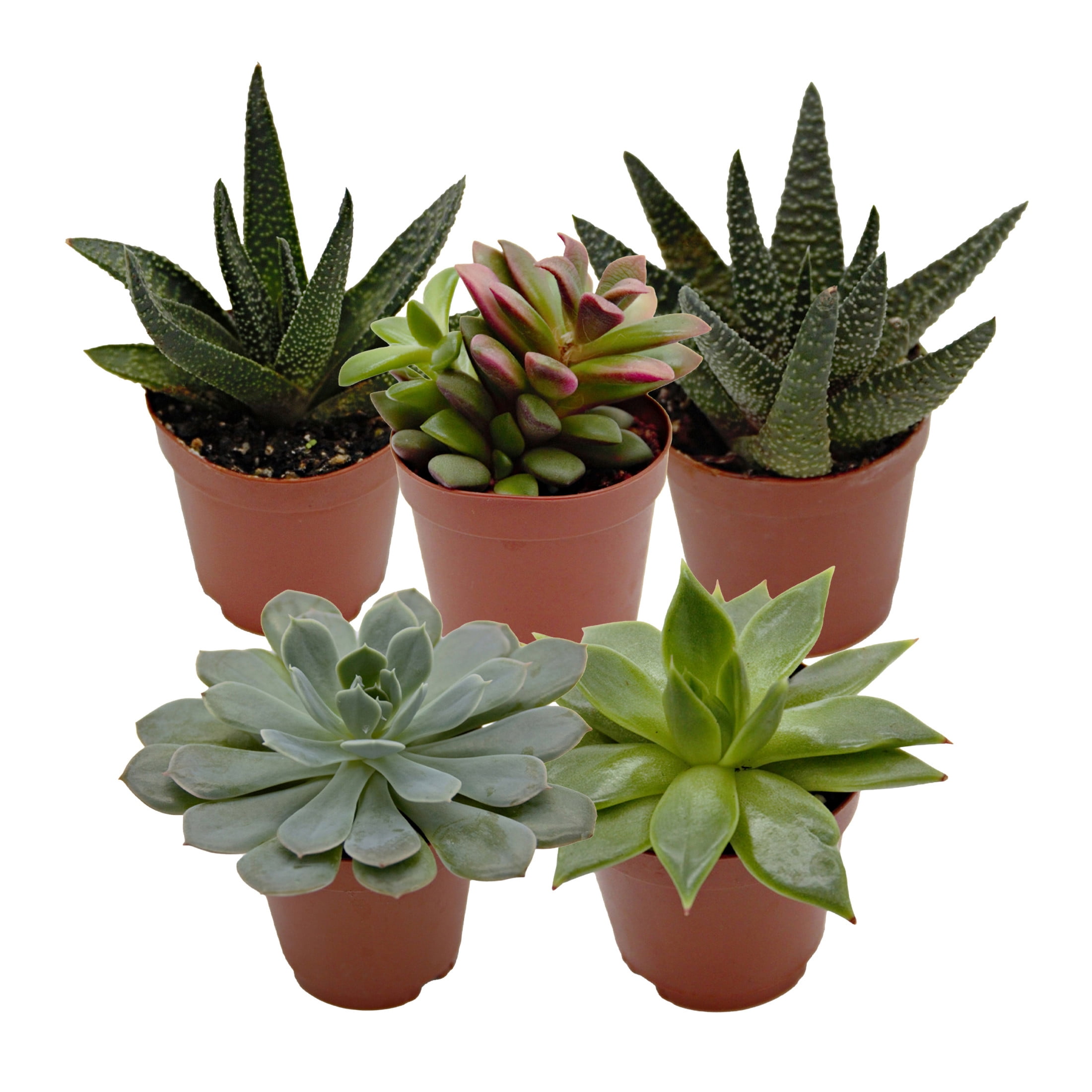 ReptiCulture Desert Plant Starter Bundle