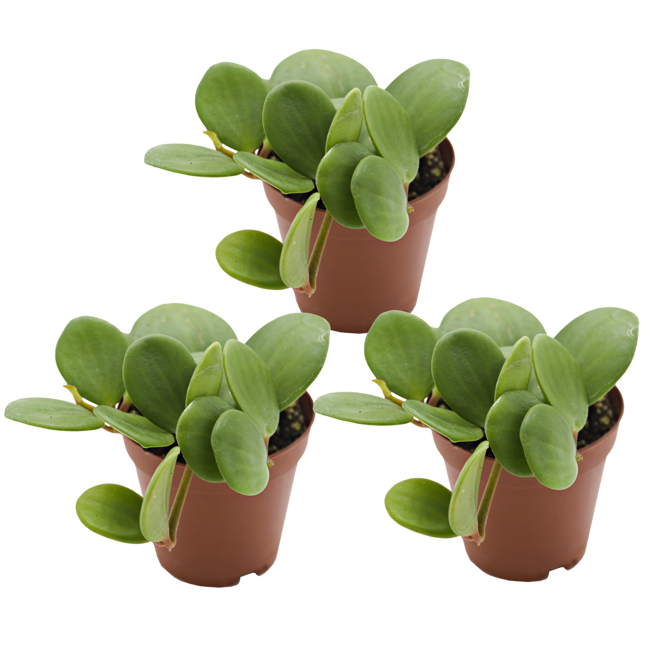ReptiCulture Hope Peperomia Tropical 2" Pot 3 pk