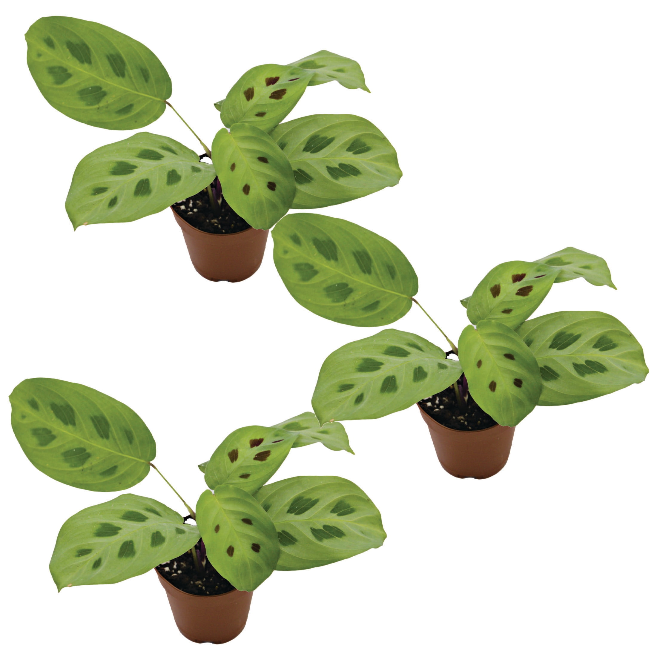 ReptiCulture Maranta Tropical 2" Pot 3 pk