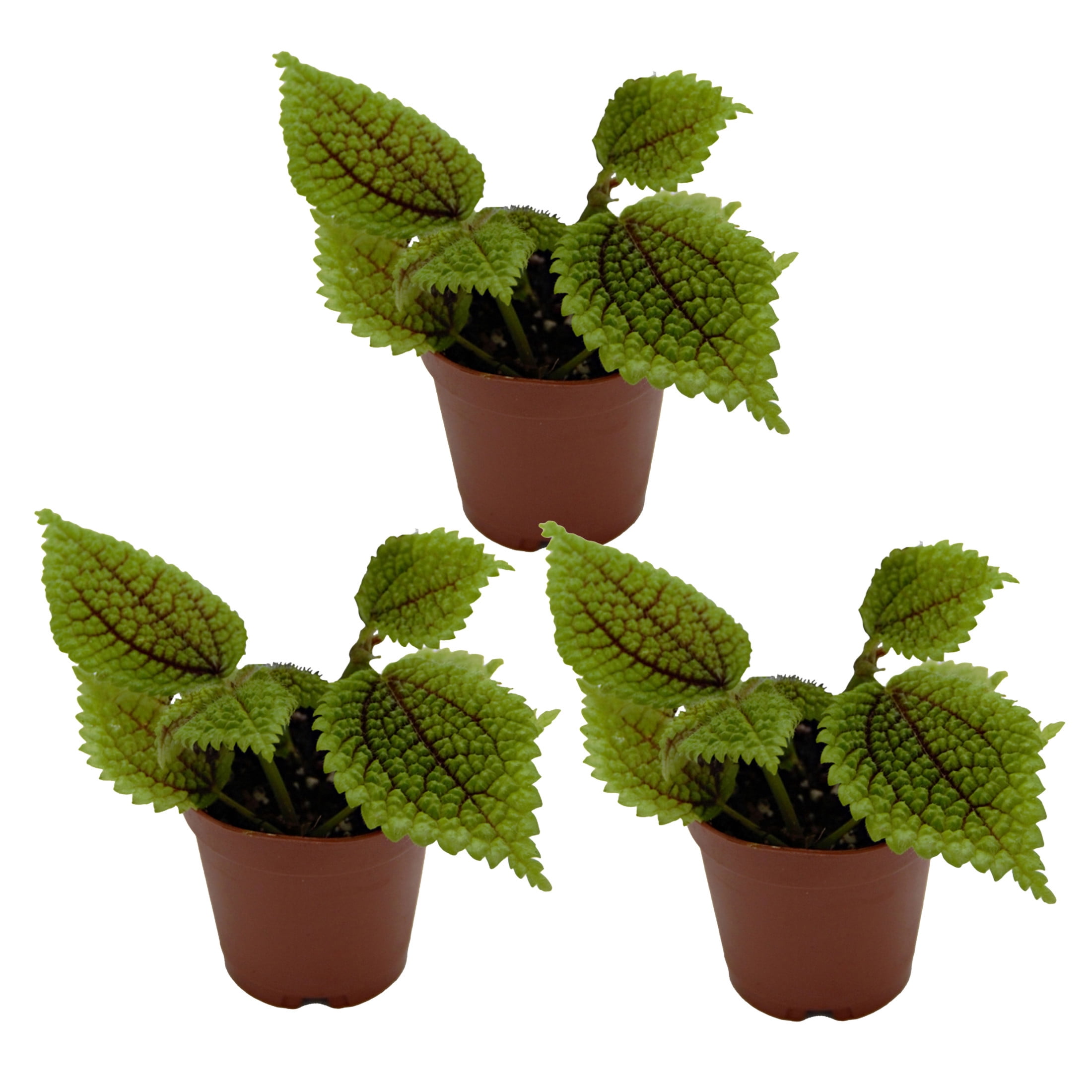 ReptiCulture Pilea 'Moon Valley' Tropical 2" Pot 3 pk