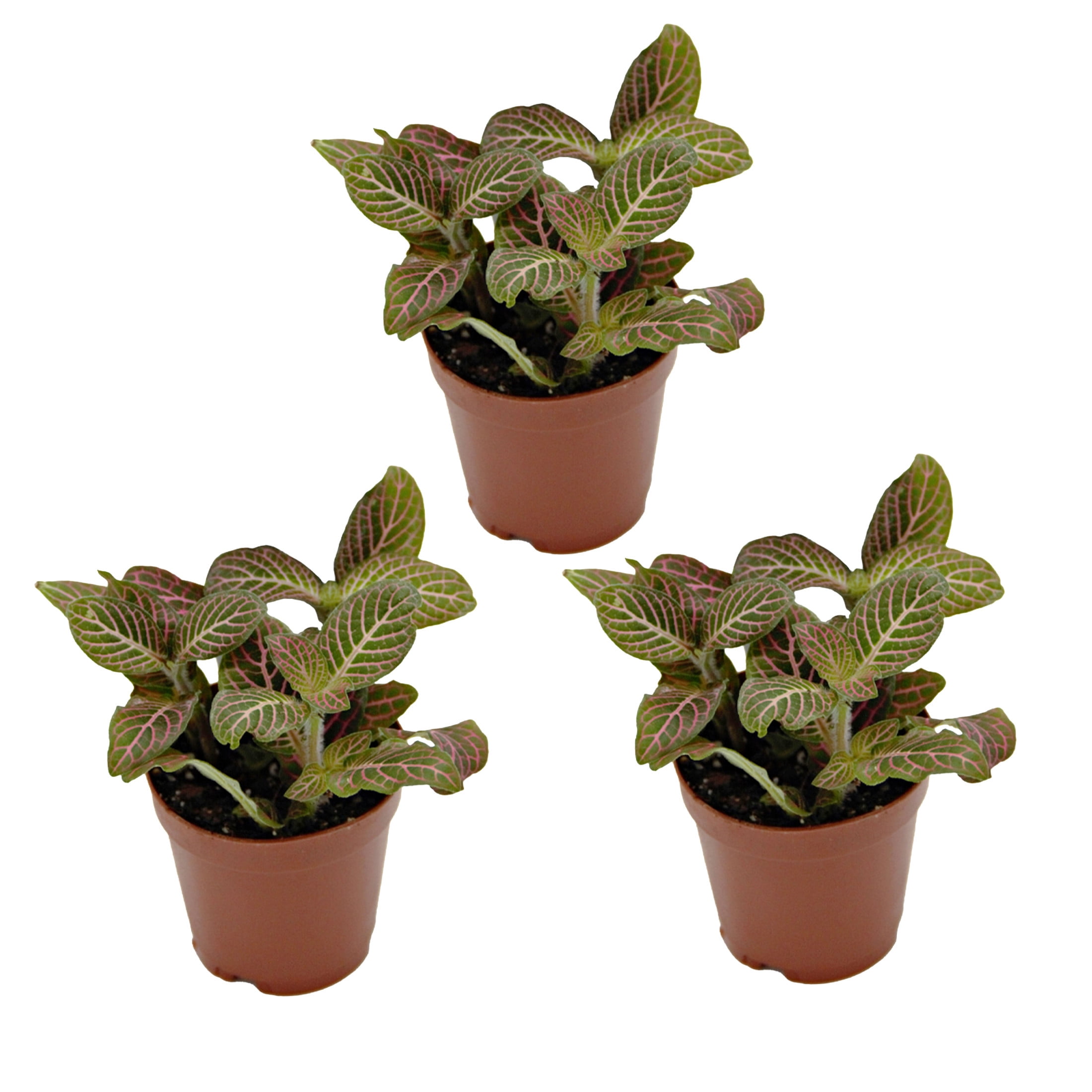 ReptiCulture Pink Fittonia Tropical 2" Pot 3 pk