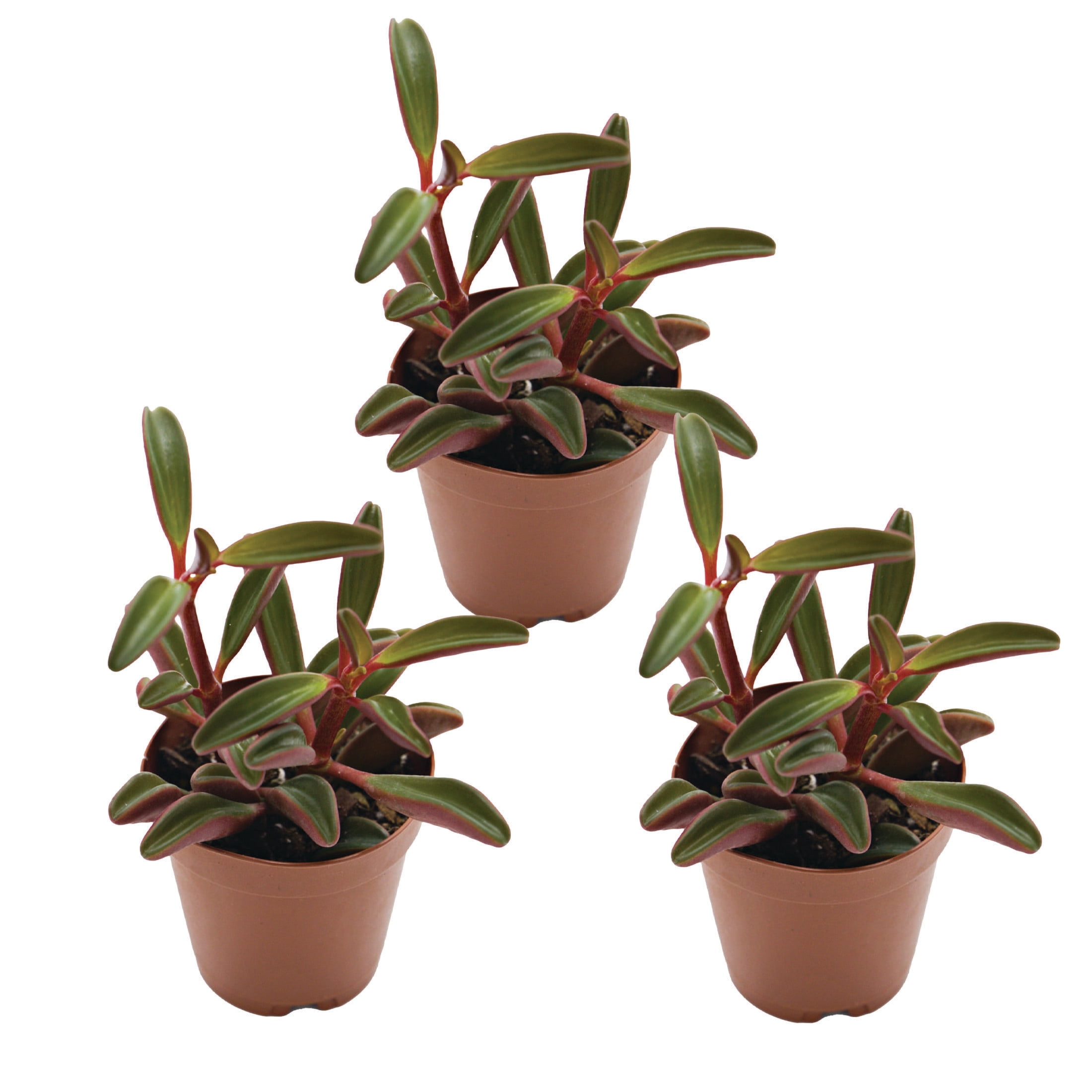 ReptiCulture Ruby Peperomia Tropical 2" Pot 3 pk